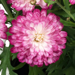 Argyranthemum Day-Zee Double Pink - White